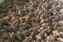 Nuôi dế tại nhà, nhẹ nhàng "bỏ túi" vài chục triệu đồng mỗi tháng