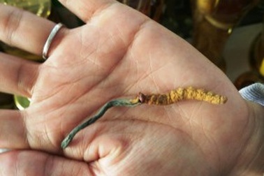 Đông trùng hạ thảo: Biệt dược đắt hơn vàng hay chỉ là “cú lừa thế kỷ”?