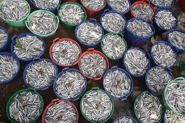 Quảng Ngãi: Ngư dân kiếm từ 5 - 7 triệu đồng chỉ sau một đêm ra khơi