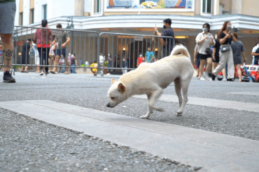 Chó mèo, vật nuôi chạy nhảy khắp phố đi bộ hồ Gươm trước ngày bị cấm