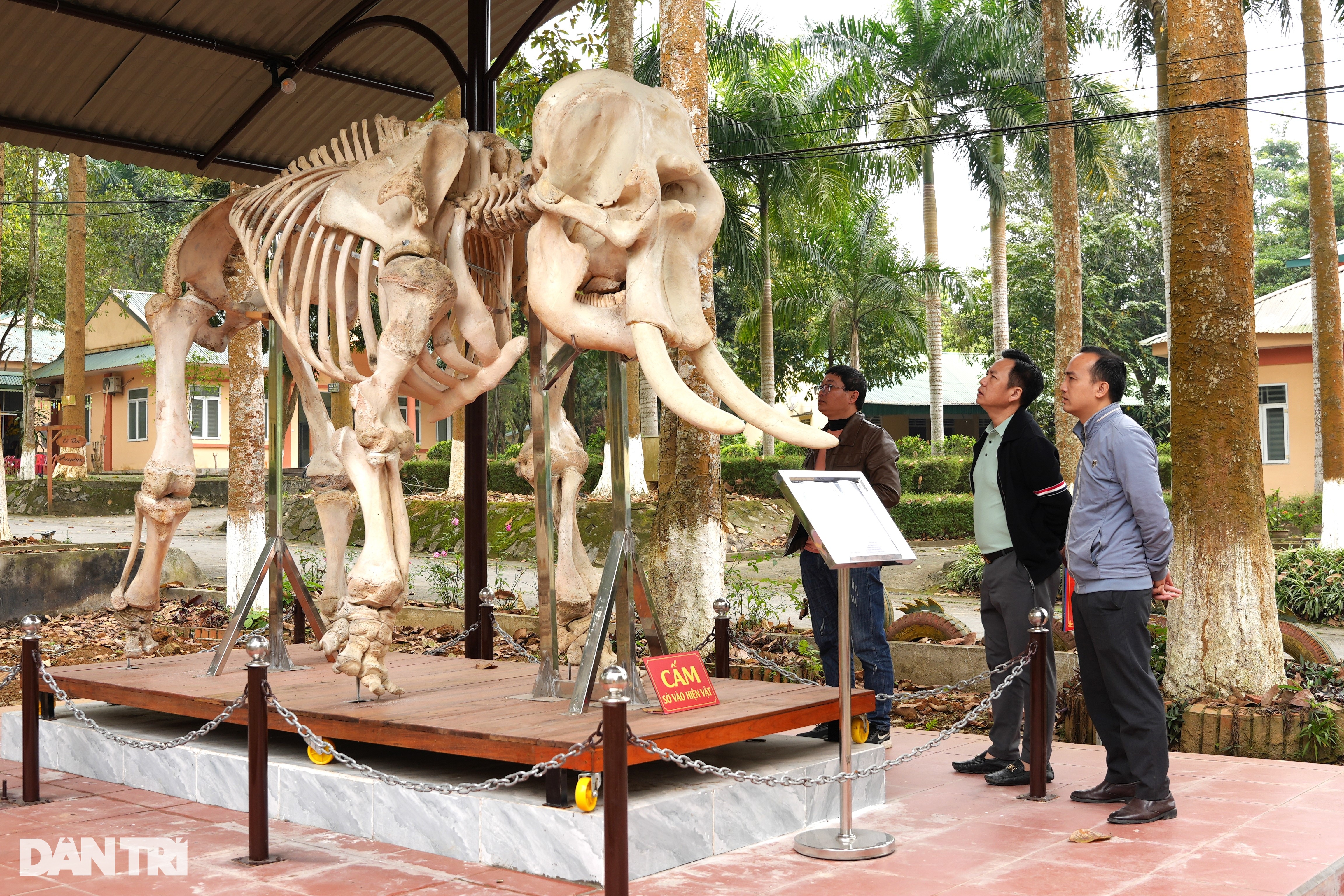 Minh chứng sống và thông điệp của 2 bộ xương voi ở Pù Mát
