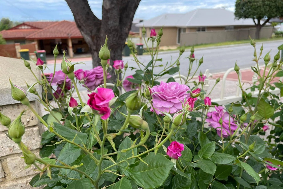 Vợ chồng Việt biến sân 60m2 tại Úc thành công viên hoa hồng ấn tượng - 5 Vợ chồng Việt biến sân 60m2 tại Úc thành công viên hoa hồng ấn tượng - 5