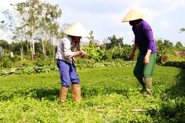 Trồng loại rau gần giống "cây dại", người dân thu hơn 50 triệu đồng mỗi vụ