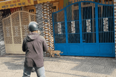 Nhiều người gặp nạn vì chó mèo thả rông ở TPHCM