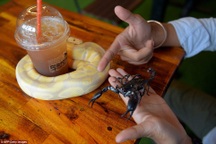 Đến quán cafe cảm giác mạnh: Chơi cùng rắn, bọ cạp và cự đà