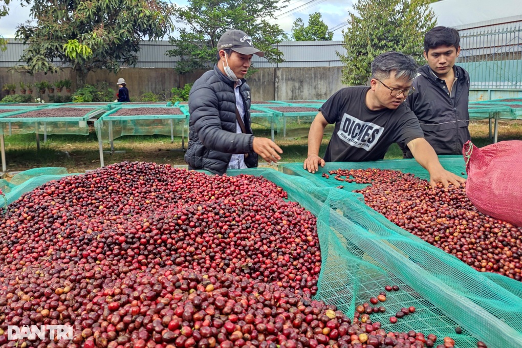 Kỳ công làm ra hạt cà phê đặc biệt, giá bán tăng gấp bội - 1 Kỳ công làm ra hạt cà phê đặc biệt, giá bán tăng gấp bội - 1