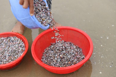 Người dân đổ xô ra biển bắt ốc ruốc