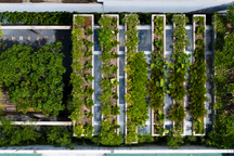 Văn phòng công ty mọc giữa rừng cây, thân thiện môi trường tại Khánh Hòa