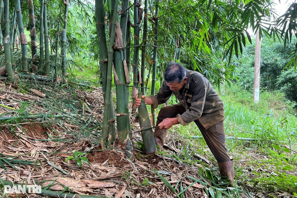 Trồng thứ cây trăm đốt, lão nông cao nguyên hốt bạc tỷ mỗi tháng - 2 Trồng thứ cây trăm đốt, lão nông cao nguyên hốt bạc tỷ mỗi tháng - 2