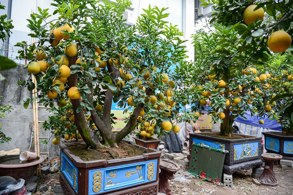 Bưởi cảnh giá chục triệu xuống phố đón Tết sớm - 4 Bưởi cảnh giá chục triệu xuống phố đón Tết sớm - 4