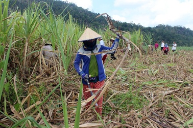Nguy cơ tồn đọng 10 vạn tấn đường, tỉnh Phú Yên kiến nghị miễn VAT với mặt hàng đường