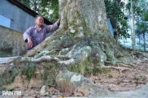 Ngắm 2 cây trầm hương hơn 200 năm tuổi được công nhận Cây Di sản Việt Nam