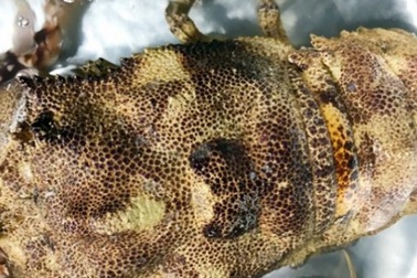 "Vượt mặt" tôm vua, loài tôm đặc biệt này có giá hơn nửa chỉ vàng