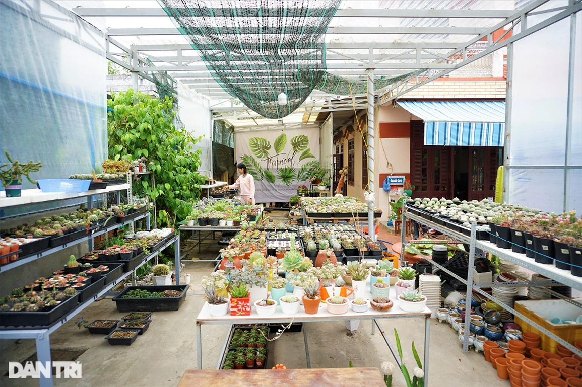 Với 300.000 đồng khởi nghiệp trồng xương rồng, cô gái trẻ thu bộn tiền - 3 Với 300.000 đồng khởi nghiệp trồng xương rồng, cô gái trẻ thu bộn tiền - 3
