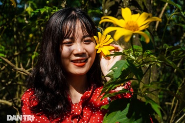 Ngắm đồi hoa dã quỳ bung sắc nhuộm vàng đỉnh núi Ba Vì