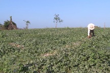 Triệu tập nhiều đối tượng vụ côn đồ cướp "bát cơm" của nông dân nghèo tại Phú Yên