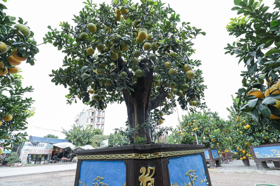Chiêm ngưỡng bưởi siêu độc dáng làng giá 200 triệu ở Hưng Yên - 3 Chiêm ngưỡng bưởi siêu độc dáng làng giá 200 triệu ở Hưng Yên - 3