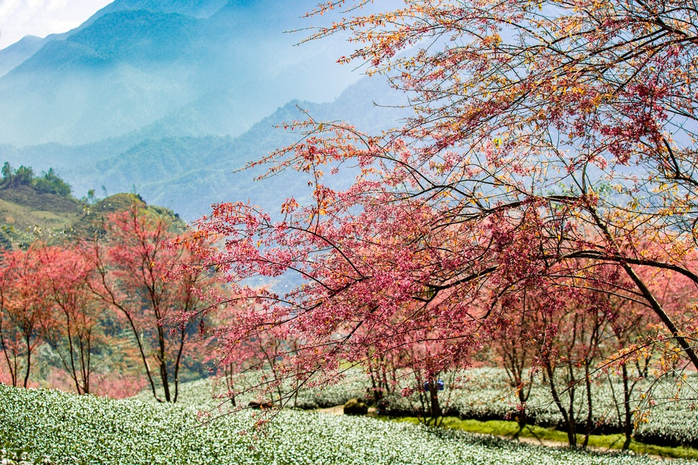 Ngỡ ngàng với sắc anh đào nở rộ, đẹp như tiên cảnh giữa núi rừng Sa Pa - 2 Ngỡ ngàng với sắc anh đào nở rộ, đẹp như tiên cảnh giữa núi rừng Sa Pa - 2