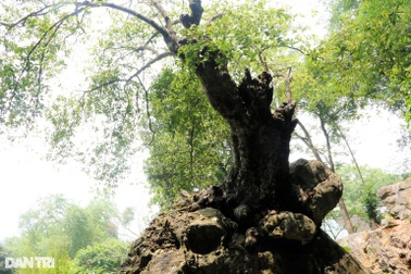Chiêm ngưỡng cây thị nghìn tuổi ngự trên khối đá trăm triệu năm