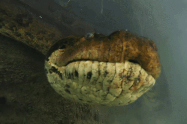 Thót tim khi đụng độ với “quái vật không chân” dưới lòng sông