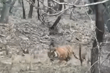 Báo hoa mai thoát khỏi nanh vuốt của hổ nhờ phát huy thế mạnh kịp thời