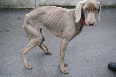 Chó biến thành “hài cốt” di động vì bị chủ bỏ đói cả tháng