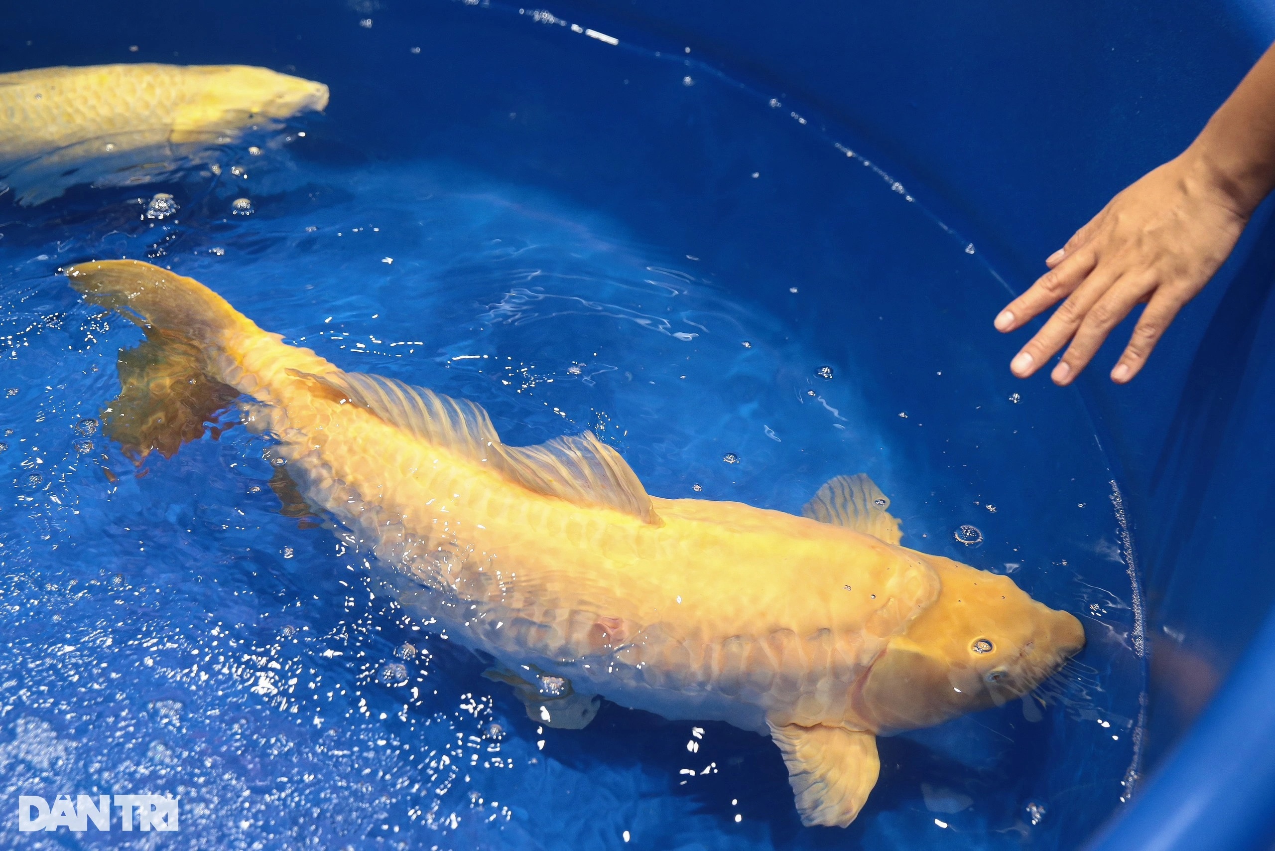 View - Ngắm dàn cá koi tham gia cuộc thi "hoa hậu", có con dài hơn 1m | Báo Dân trí