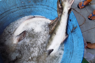 Khốn đốn vì hơn 23.000 con cá bớp nuôi đồng loạt chết