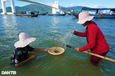 Ngâm mình dưới sông Hàn, khuấy cát bắt đặc sản "tiến vua"