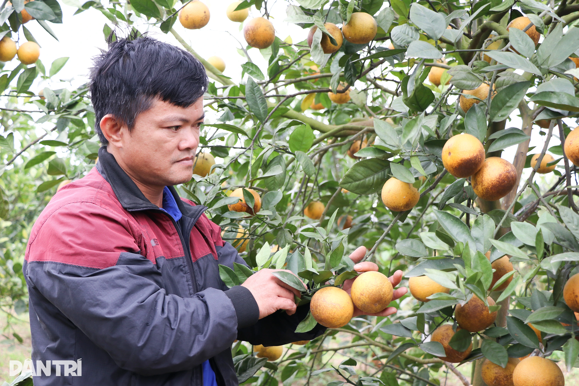 Làm giàu với loại đặc sản đi vào thơ ca, mỗi quả tương đương... một yến lúa - 7 Làm giàu với loại đặc sản đi vào thơ ca, mỗi quả tương đương... một yến lúa - 7