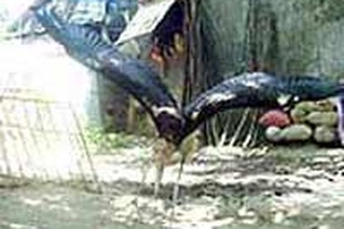 Bắt được 2 con chim quý thuộc bộ hạc