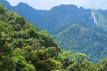 Cách chức Phó giám đốc VQG trong vụ “lâm tặc” đốn hạ 3 cây sưa cổ thụ