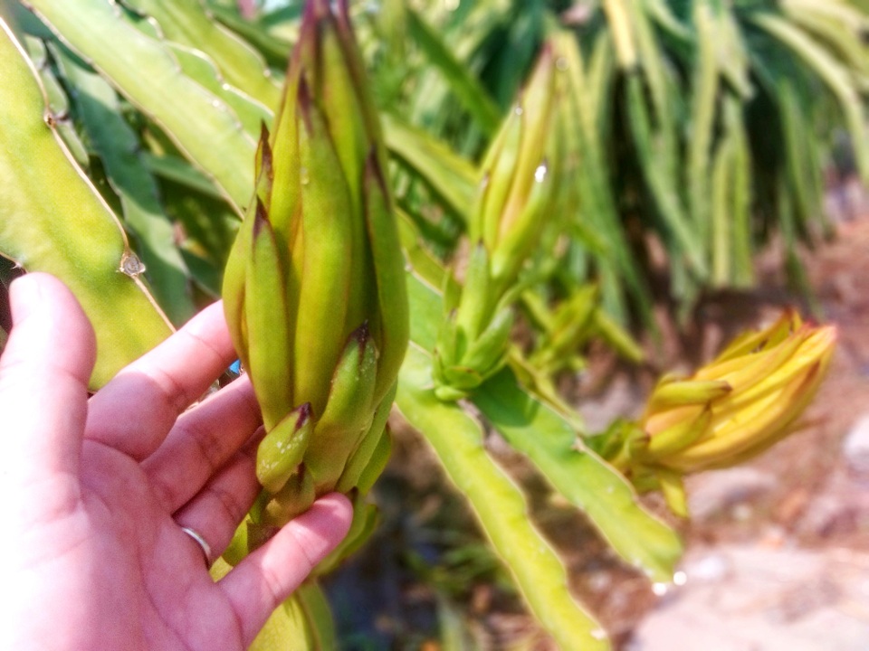 Chuyện lạ: Nông dân trồng thanh long ném tiền cho... thương lái? - 2 Chuyện lạ: Nông dân trồng thanh long ném tiền cho... thương lái? - 2