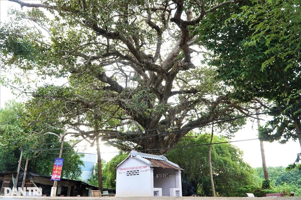 Cây dầu 800 tuổi ở Trà Vinh thu hút nhiều người tới chiêm ngưỡng - 1 Cây dầu 800 tuổi ở Trà Vinh thu hút nhiều người tới chiêm ngưỡng - 1