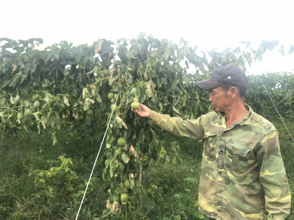 Vườn chanh dây 1,5ha bị phá hại tan tành trong đêm - 2 Vườn chanh dây 1,5ha bị phá hại tan tành trong đêm - 2