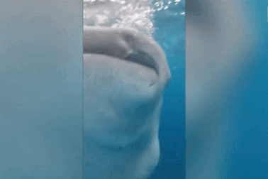 “Hết hồn” trước khoảnh khắc du khách suýt bị cá mập voi nuốt chửng