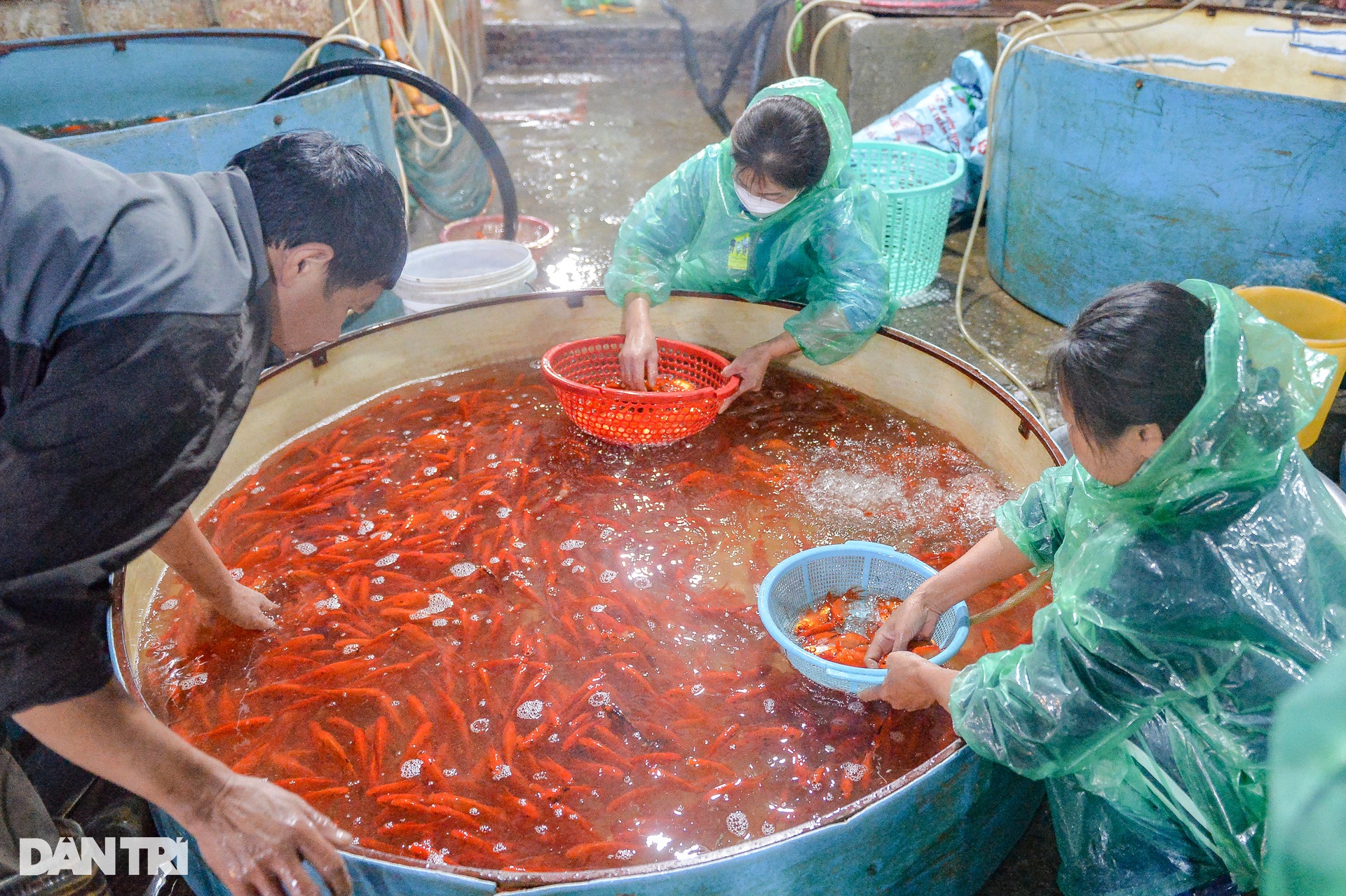 Cá chép vàng ở chợ cá lớn nhất miền Bắc rẻ bất ngờ ngày cúng ông Táo - 5 Cá chép vàng ở chợ cá lớn nhất miền Bắc rẻ bất ngờ ngày cúng ông Táo - 5