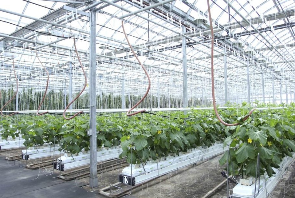 Choáng vườn sân thượng rộng bằng 3 sân bóng, cung cấp cả tấn rau mỗi tuần - 9 Choáng vườn sân thượng rộng bằng 3 sân bóng, cung cấp cả tấn rau mỗi tuần - 9