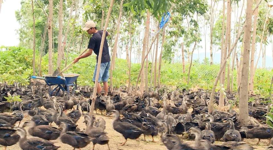 Kéo vịt trời xuống đất kiếm nửa tỷ đồng/năm - 1 Kéo vịt trời xuống đất kiếm nửa tỷ đồng/năm - 1