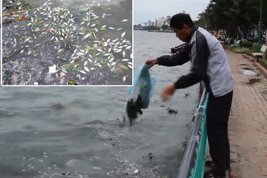 Cá Hồ Tây chết nổi, người dân vẫn thản nhiên… xả rác