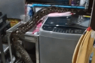 Gia đình tá hỏa khi phát hiện trăn khủng chui lên từ ống thoát nước nhà bếp