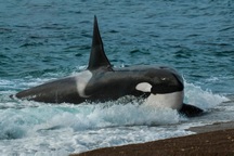 Lý do đằng sau việc cá voi sát thủ "biếu" thức ăn cho con người