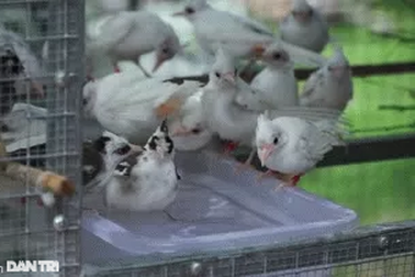 Nuôi chim đột biến giá đến cả trăm triệu đồng/con, mỗi năm đút túi hơn 3 tỷ