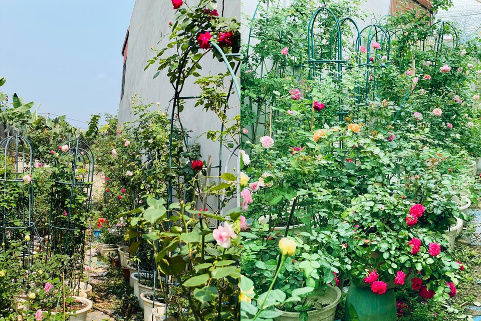 Vườn hồng trăm gốc nhập ngoại quý hiếm của mẹ đảm xinh đẹp ở Hà Giang - 1 Vườn hồng trăm gốc nhập ngoại quý hiếm của mẹ đảm xinh đẹp ở Hà Giang - 1