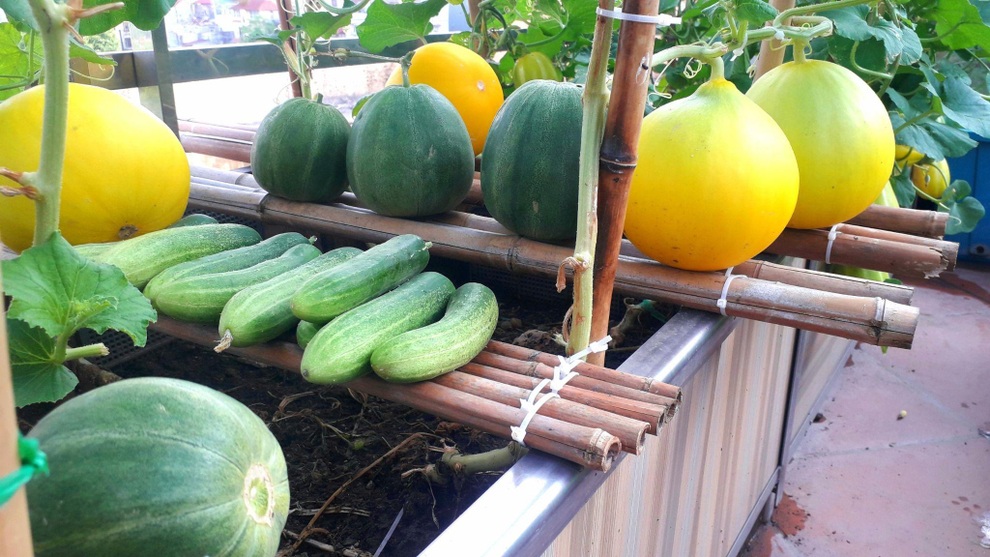 Vườn rau trái sai trĩu quả như siêu thị nông sản của mẹ đảm Hà thành - 7