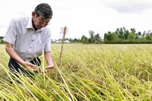 "Cha đẻ" gạo ngon nhất thế giới 2019: Vẫn tiếp tục mang ST24, ST25 đi thi