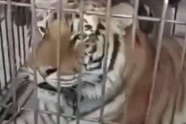Hổ dữ đang diễn xiếc bất ngờ xổng chuồng tấn công người xem