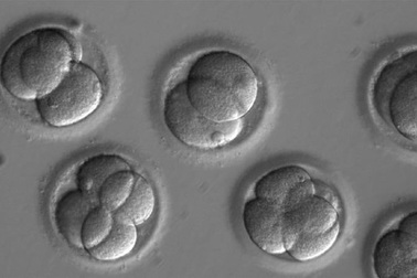 Lần đầu thành công trong thử nghiệm công nghệ chỉnh sửa gene