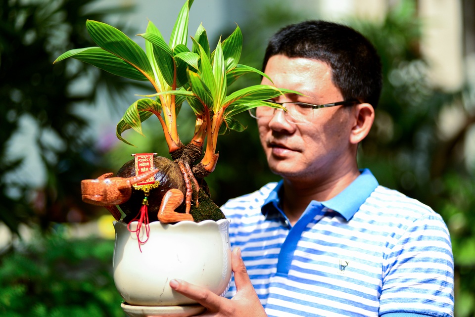 Bonsai dừa hình trâu.jpg Bonsai dừa hình trâu.jpg