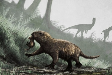 Các loài động vật có vú từng phần lớn là sinh vật ban đêm